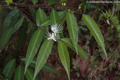 Capparis acutifolia
