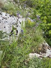 Cynoglottis barrelieri, photograph author not stated, no rights reserved