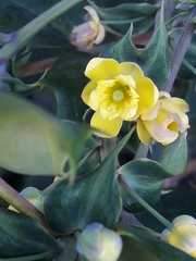 Berberis × hortensis