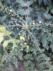 Berberis × hortensis
