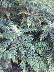 Berberis × hortensis