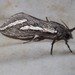 White-underwing Ghost Moth - Photo (c) Ethan Beaver, some rights reserved (CC BY-NC), uploaded by Ethan Beaver