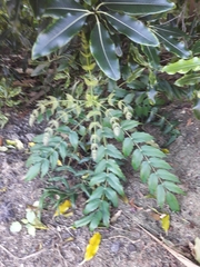 Berberis × hortensis