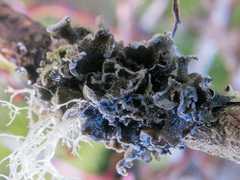 Erioderma sorediatum