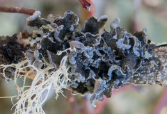 Erioderma sorediatum