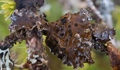 Lobaria anomala