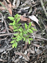 Grevillea mucronulata