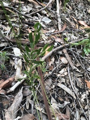 Acacia hispidula