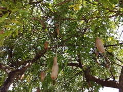 Kigelia africana africana