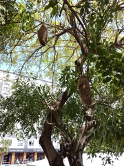 Kigelia africana africana