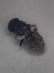 Musca domestica