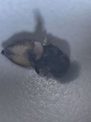 Musca domestica