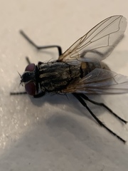 Musca domestica
