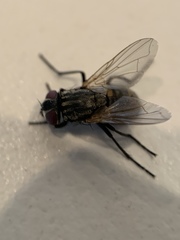Musca domestica
