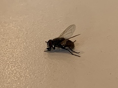 Musca domestica
