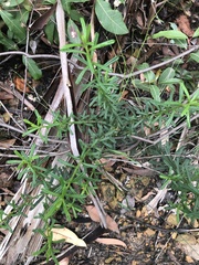 Philotheca hispidula