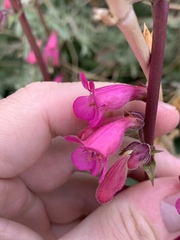 Penstemon bicolor roseus