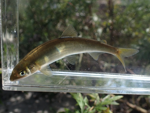 Ayu (Plecoglossus altivelis) — Plecoglossidae — 3