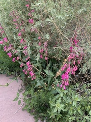 Penstemon bicolor roseus