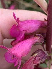 Penstemon bicolor roseus