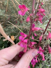 Penstemon bicolor roseus
