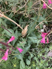 Penstemon bicolor roseus
