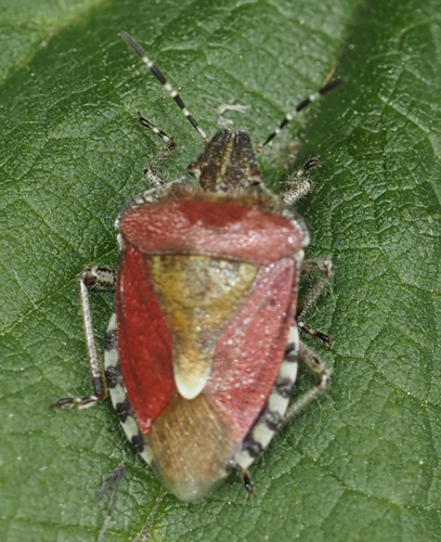 Photo of Sloe Bug (Dolycoris baccarum)
