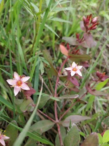 Greater marsh St. Johnswort (Hypericum walteri)