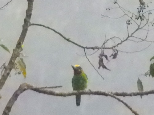 Black-banded Barbet (Psilopogon javensis)
