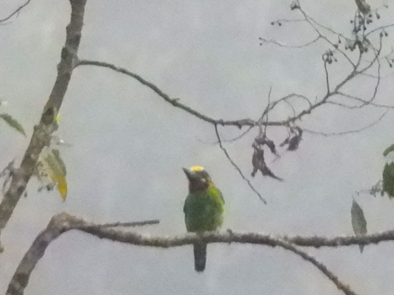 Black-banded Barbet (Psilopogon javensis), photo 1