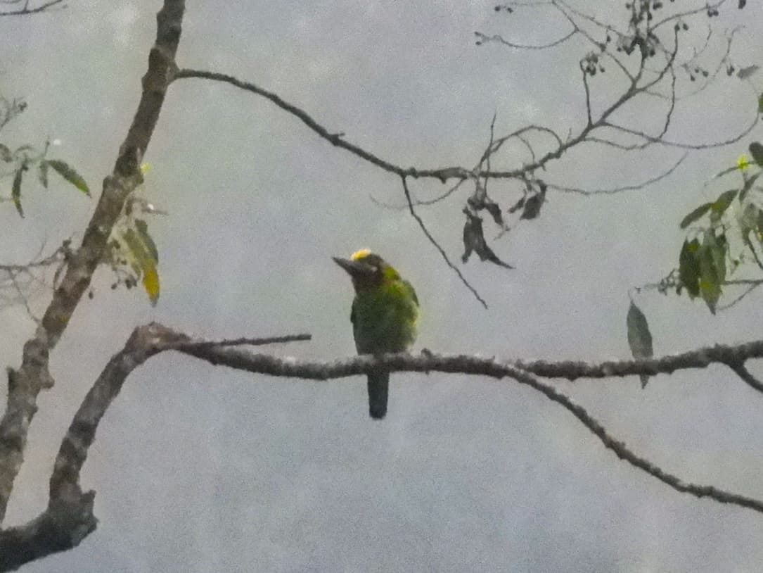 Black-banded Barbet (Psilopogon javensis), photo 2