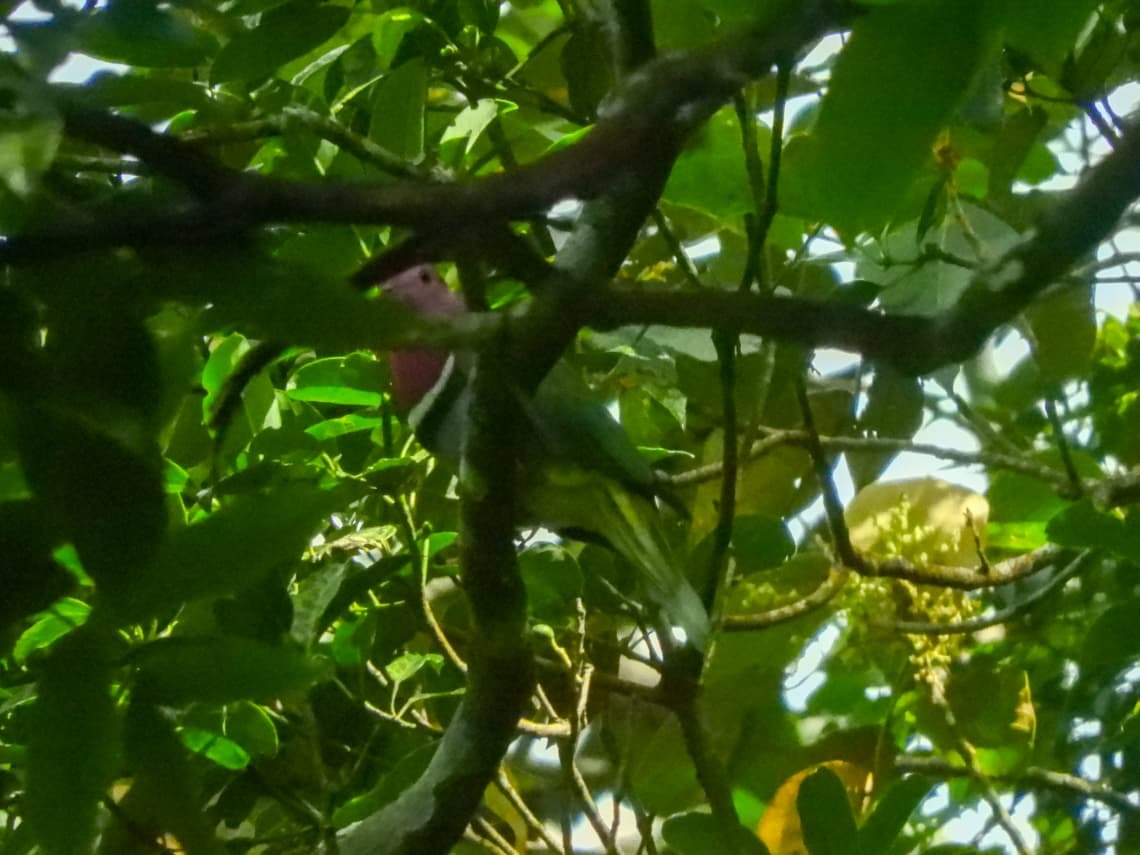 Pink-headed Fruit Dove (Ptilinopus porphyreus), photo 2