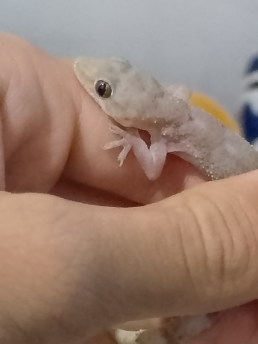 Tropical House Gecko