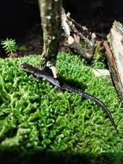 Plethodon wehrlei