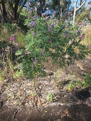 Tephrosia astragaloides