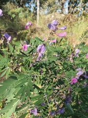 Tephrosia astragaloides