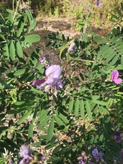 Tephrosia astragaloides