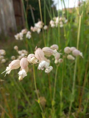 bladder campion