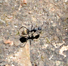 Camponotus chrysurus