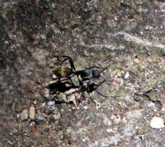 Camponotus chrysurus