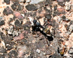 Camponotus chrysurus