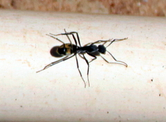 Camponotus chrysurus