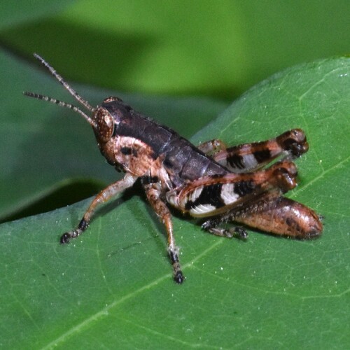 Black-sided Locust