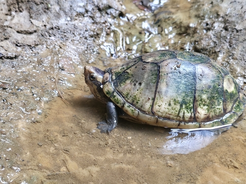 White-lipped Mud Turtle