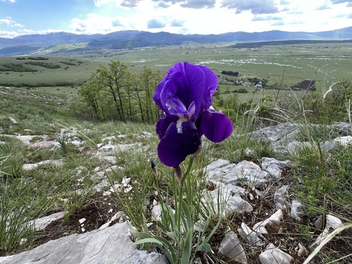 Iris pallida