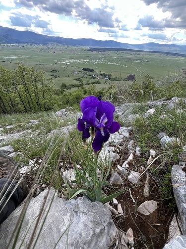 Iris pallida