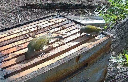Scaly-throated Honeyguide (Indicator variegatus), photo 9
