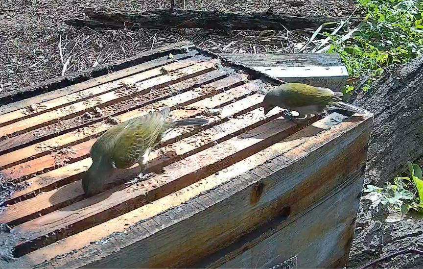 Scaly-throated Honeyguide (Indicator variegatus), photo 6