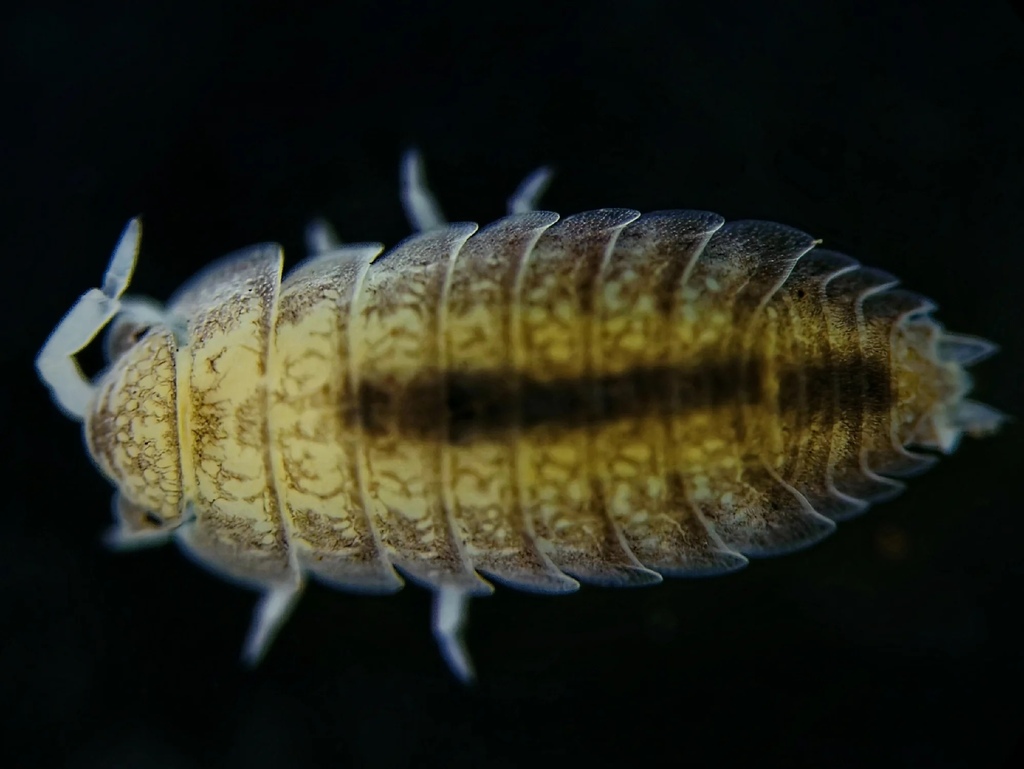 Paraleptotrichus