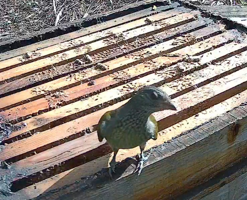 Scaly-throated Honeyguide (Indicator variegatus), photo 5